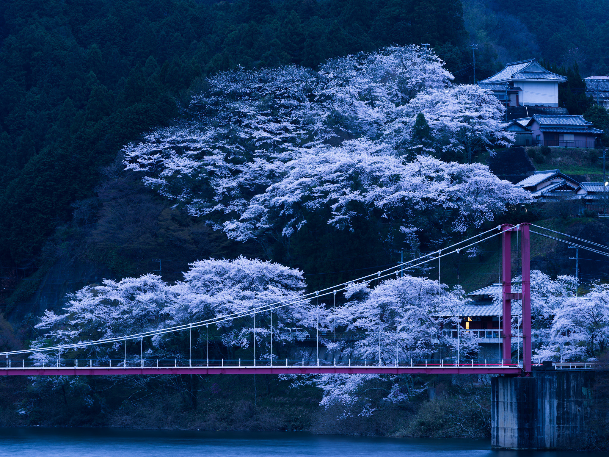 Download wallpapers japan, bridge, sakura, night 2K backgrounds