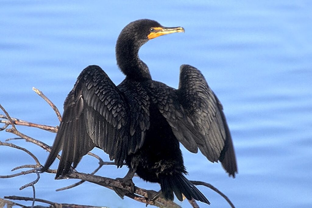 Cormorant Wallpapers High Quality