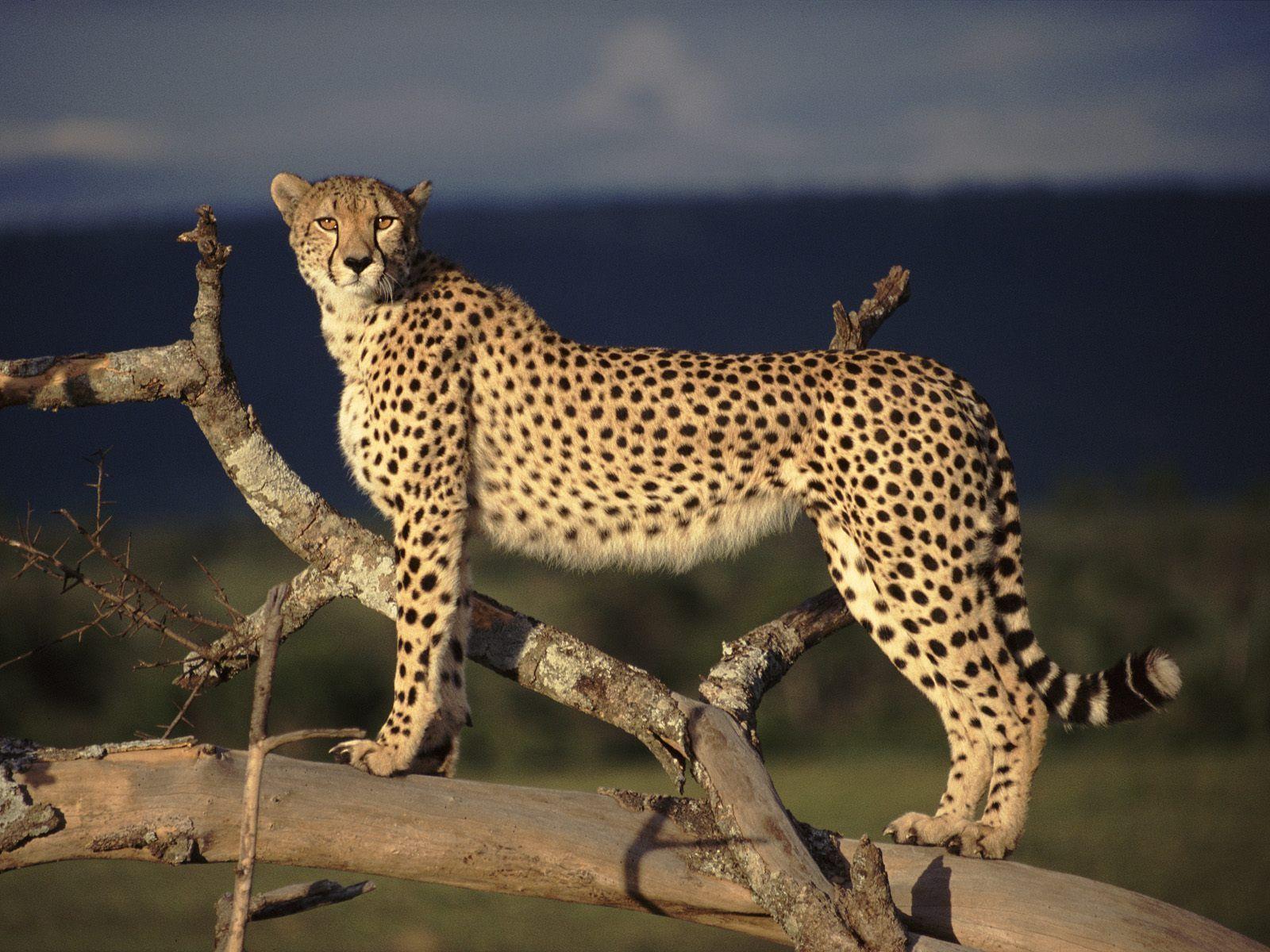 Cheetah scouting wallpapers
