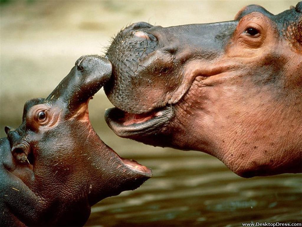 Desk 4K Wallpapers » Animals Backgrounds » Hippopotamus Kiss » www