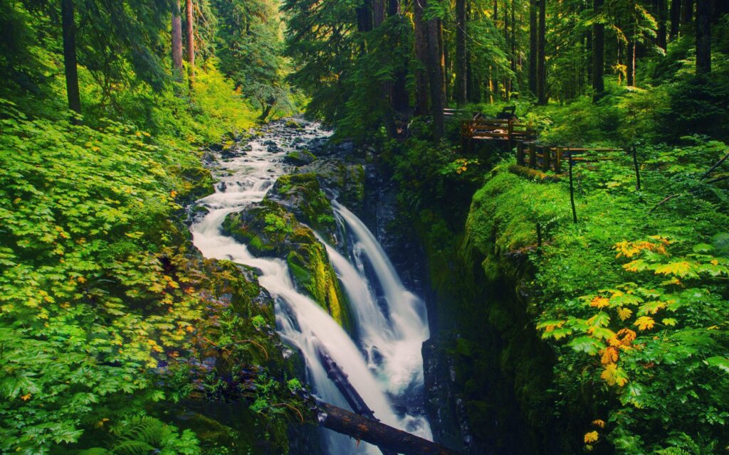 Olympic National Forest Wallpapers, Olympic National Forest Full