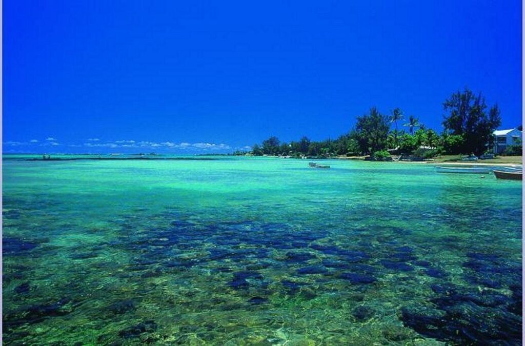Beaches Blue Tree Mauritius Beach Sea Oceans Coral 2K Wallpapers