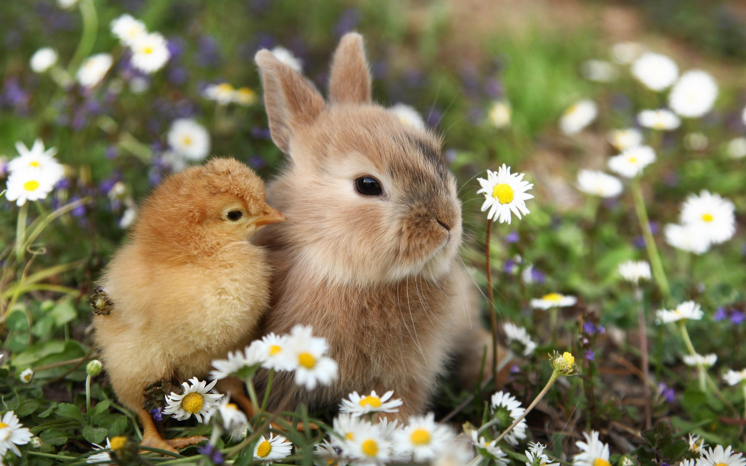 Download wallpapers cute animals, rabbit, little chick