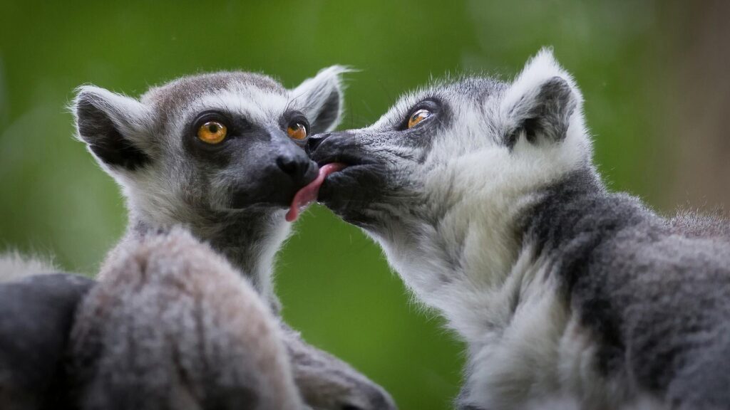 Cute Lemurs Kissing Wallpapers