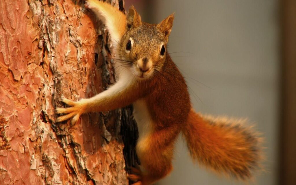 Curious squirrel wallpapers