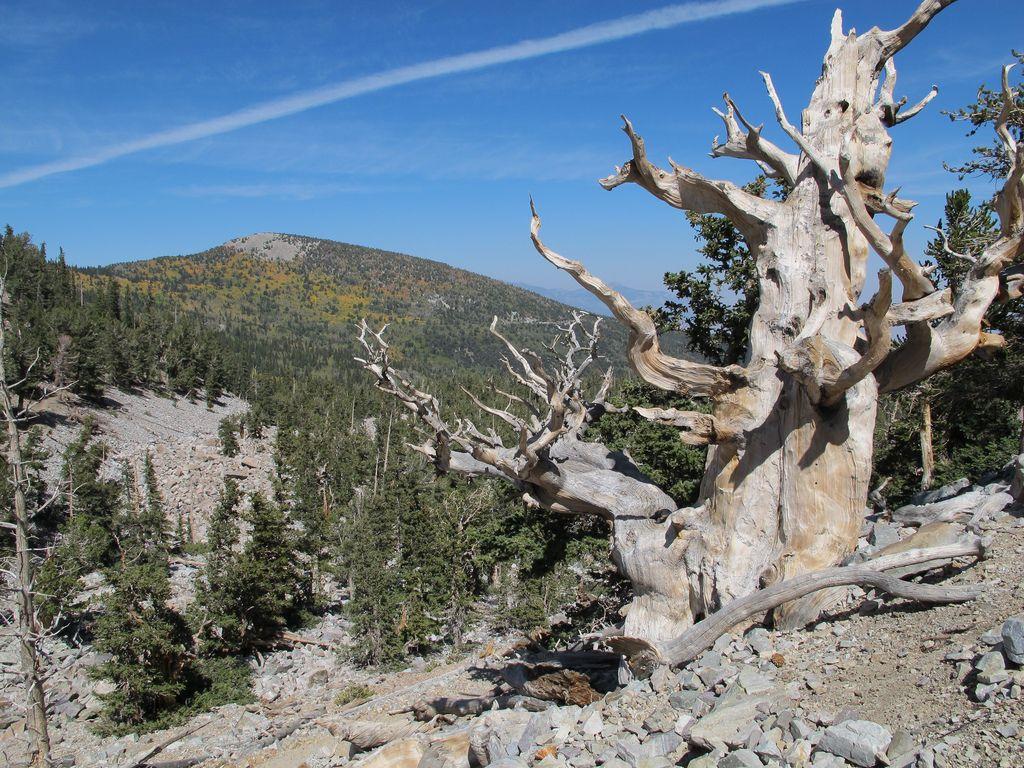 Georgeous Photos of Great Basin National Park in Nevada