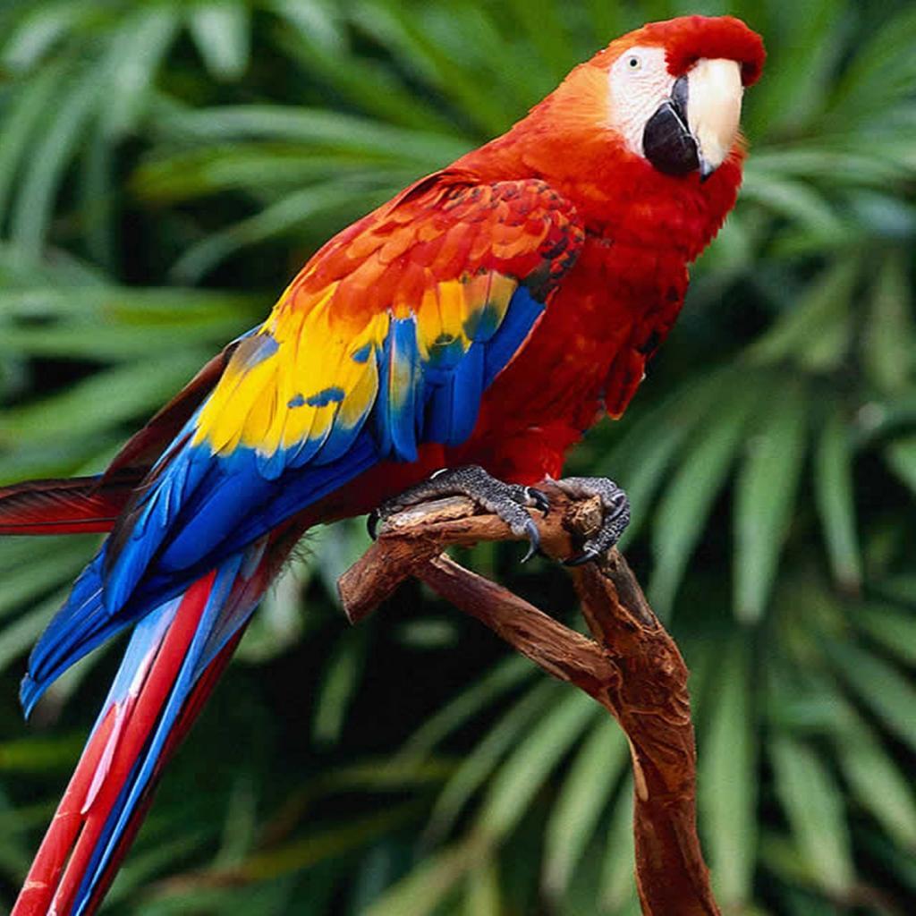 Red Macaw Wallpapers
