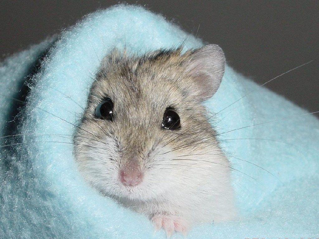Cute Hamster Wallpapers,Other Pets Wallpapers & Pictures Free