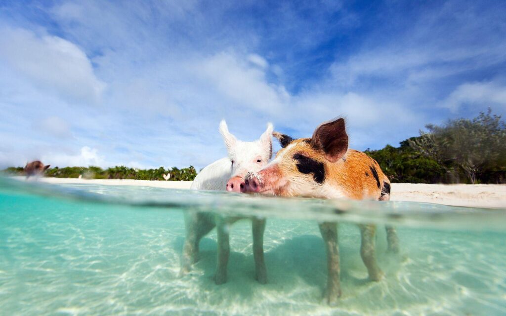 Pigs in Bahamas Beach Wallpapers