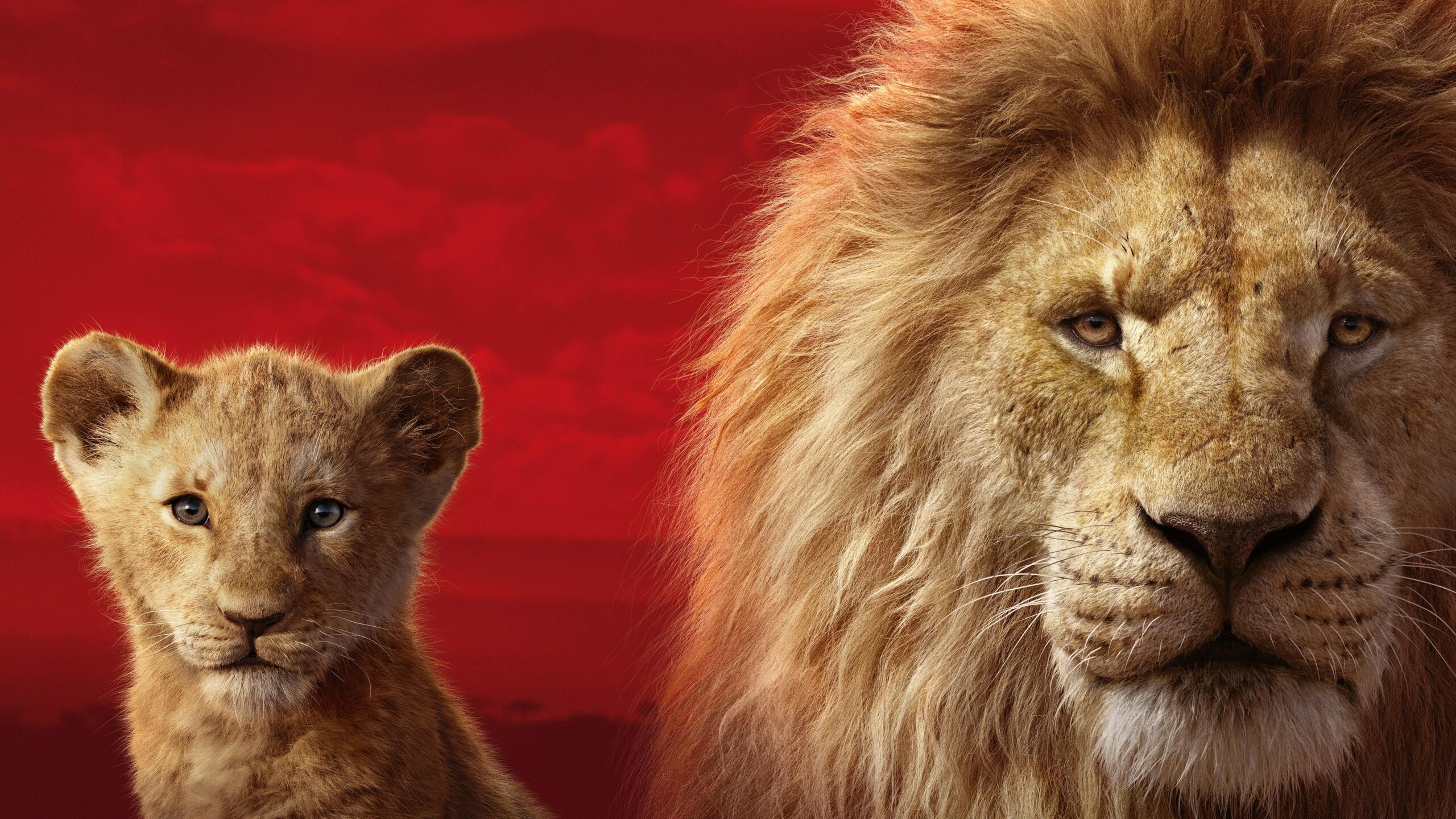 Wallpapers k The Lion King  movies wallpapers, k