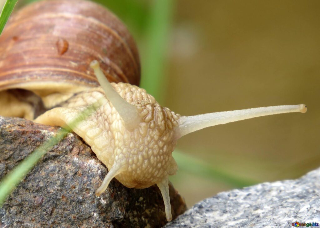 Snails garden snail macro №