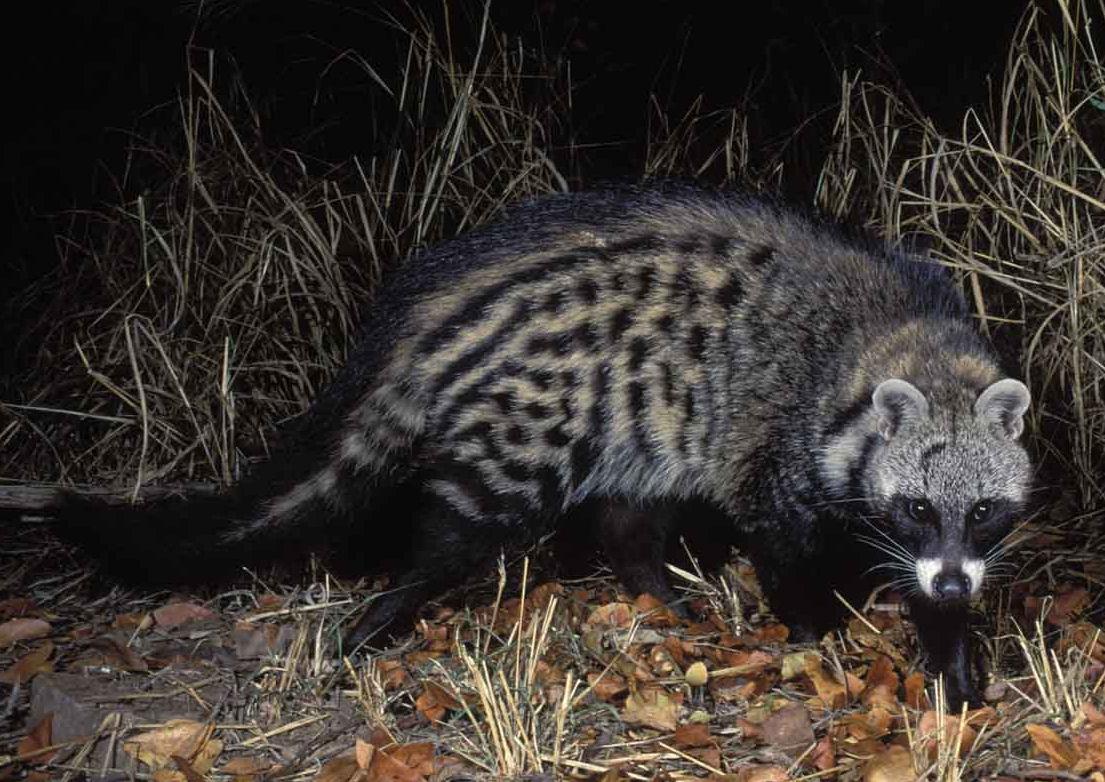 African Civet Cat Wallpapers High Quality