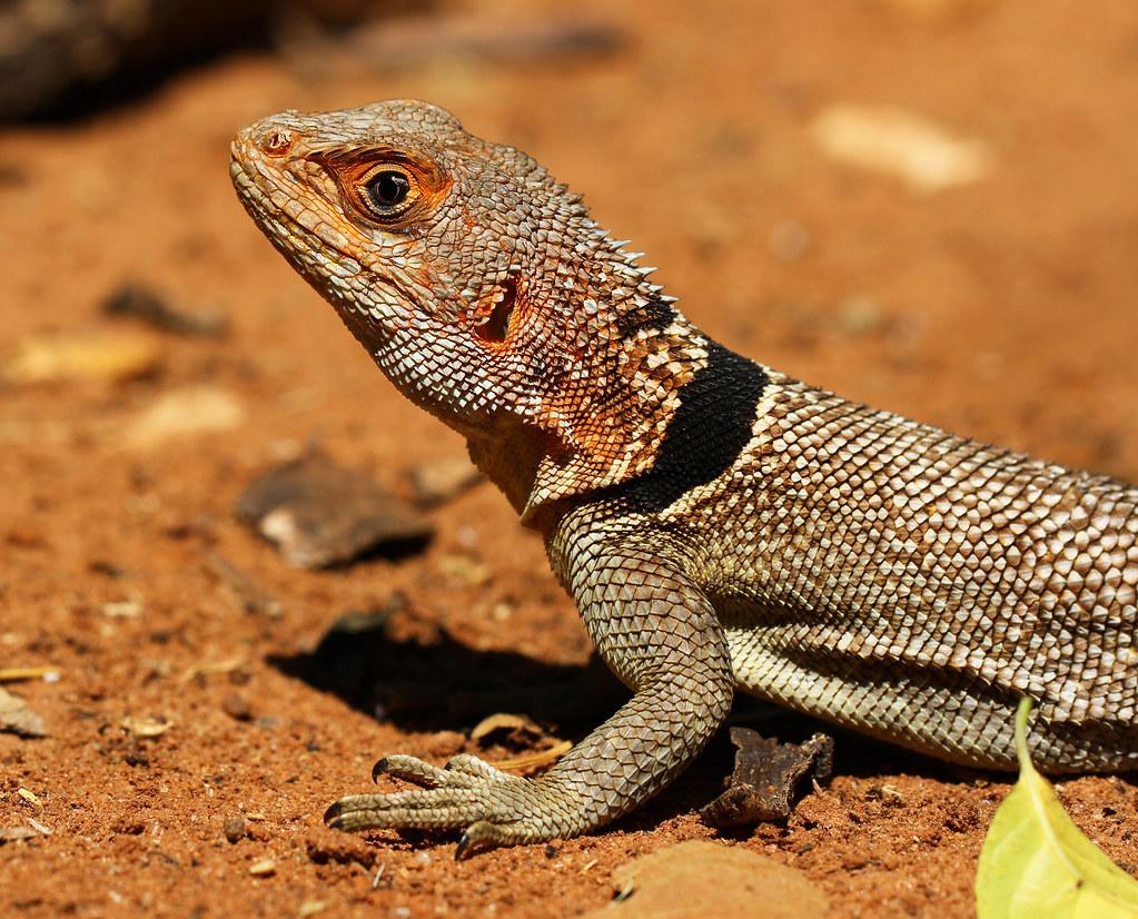 The World’s Best Photos of lizard and oplurus