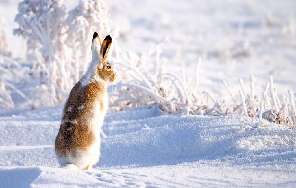 Wallpapers winter, snow, hare Wallpaper for desktop, section