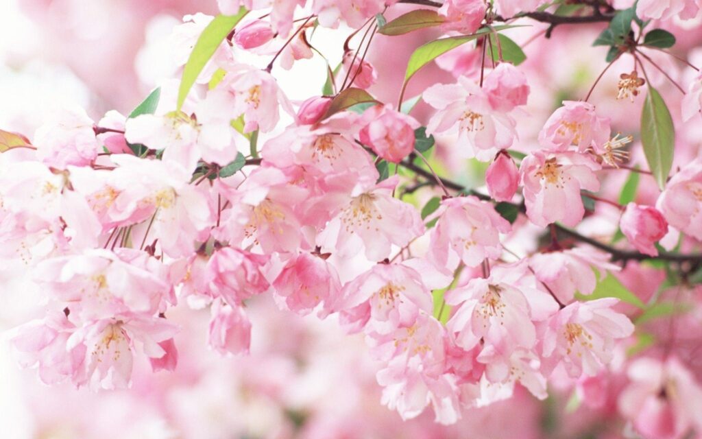 Sakura Flower wallpapers