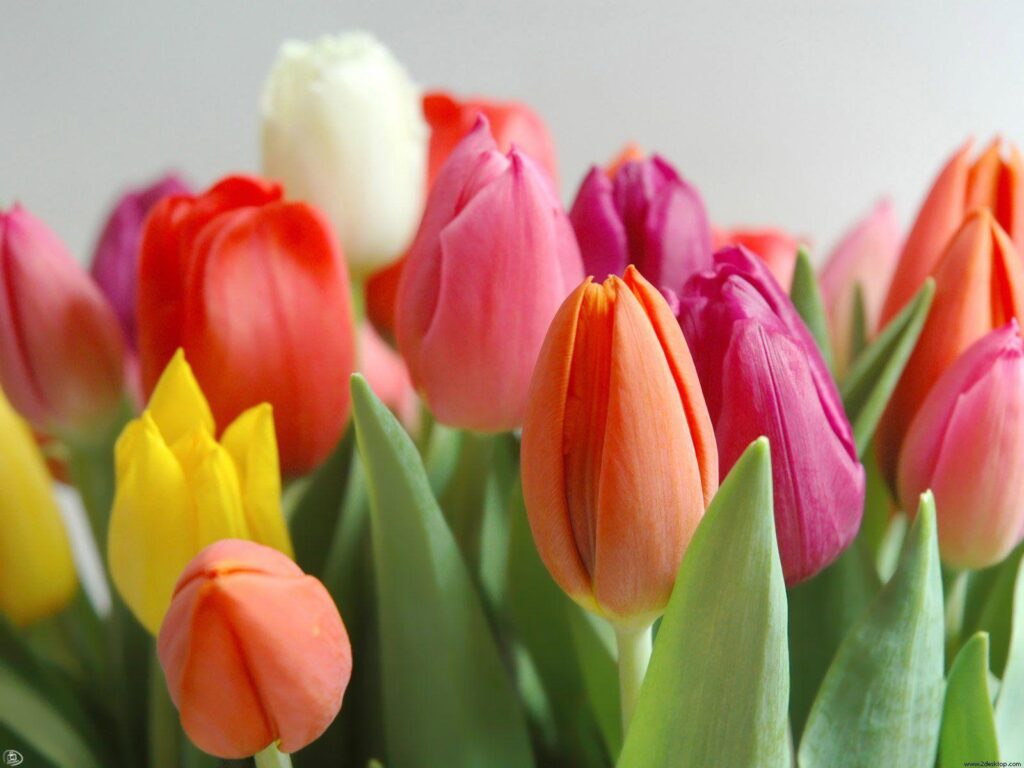 Tulip Pictures To Color 2K Wallpapers in Flowers