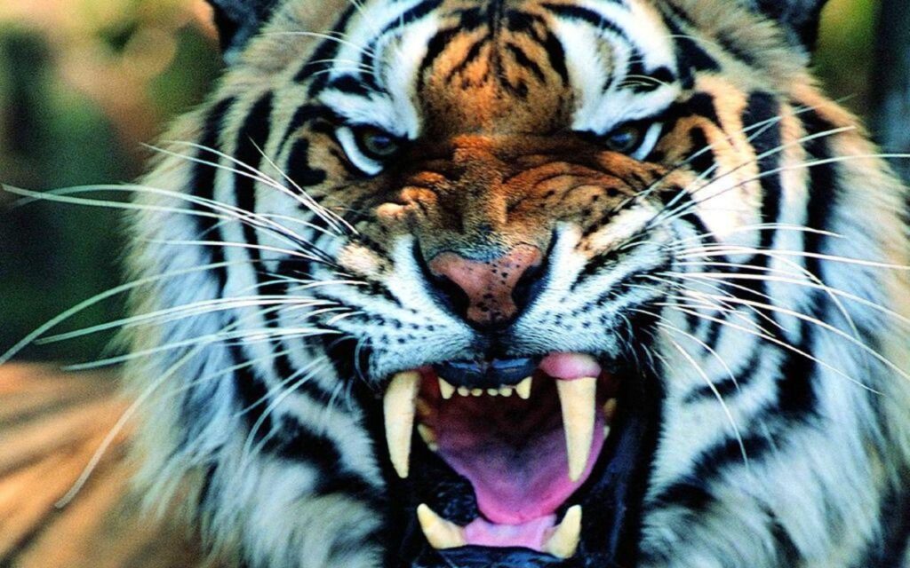 Tiger Wide Wallpapers