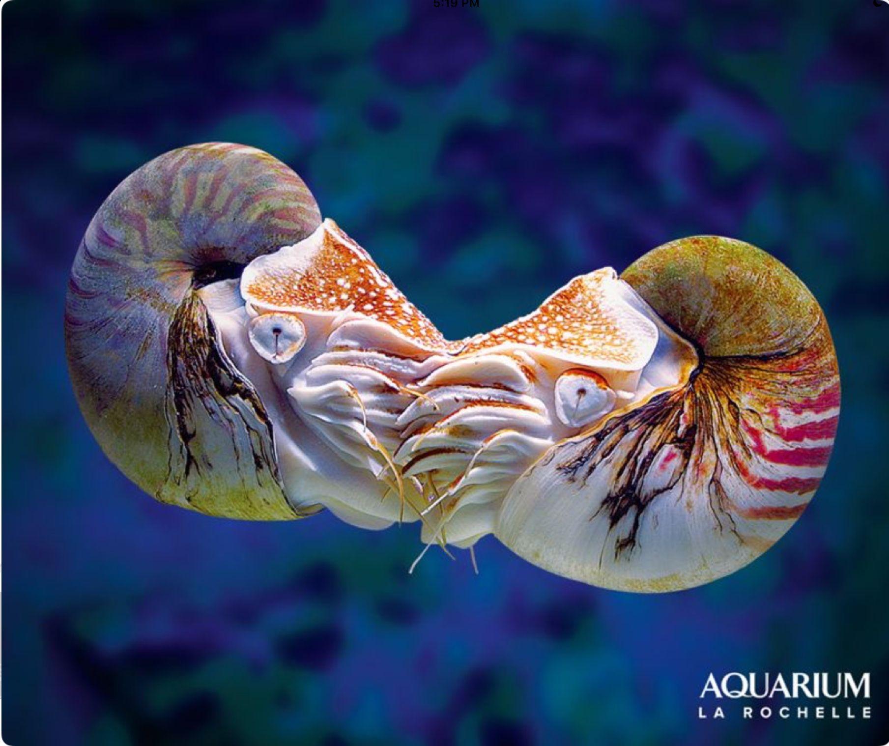 The beautiful and mysterious chambered nautilus is a living