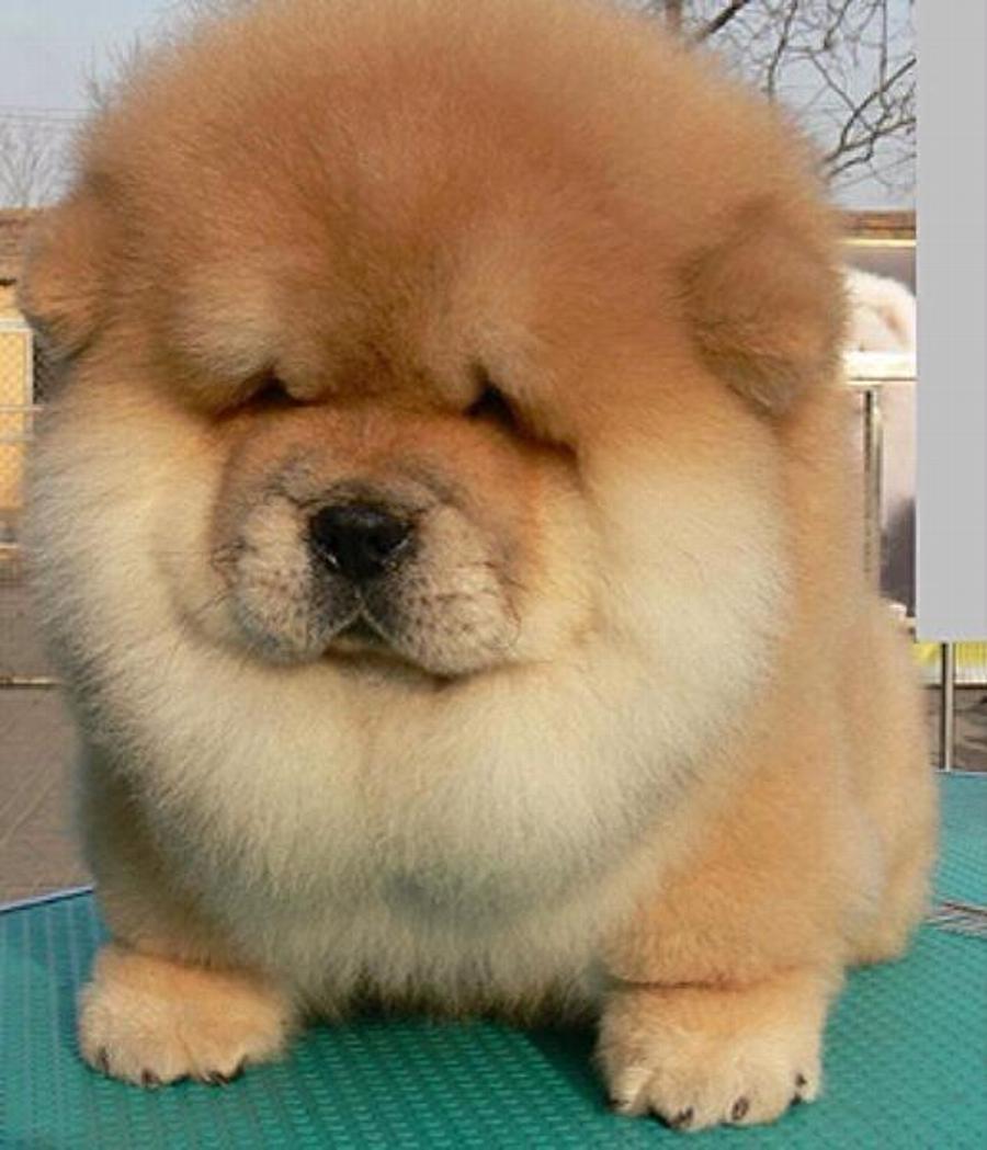 Most Beautiful Chow Chow Dog Pictures And Wallpaper