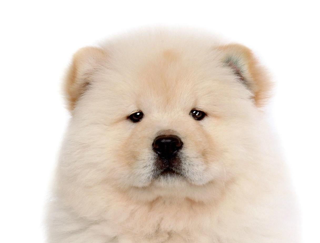 Download Pictures of Chow Chow on Animal Picture Society