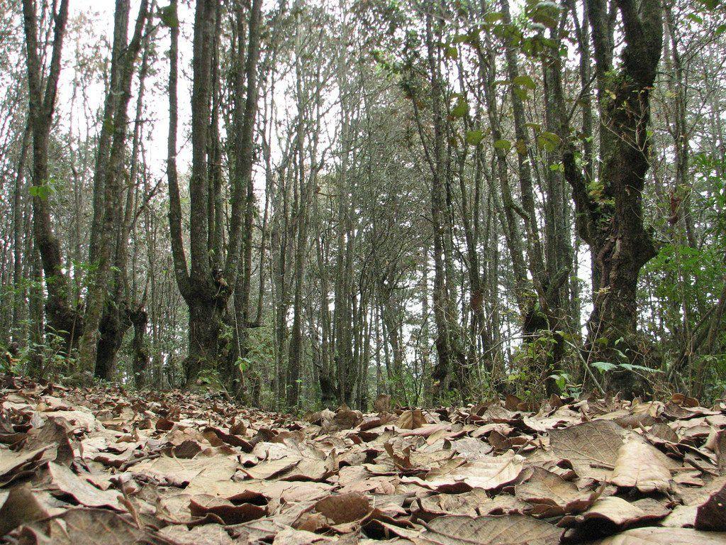 International Day of Forests – Planeta