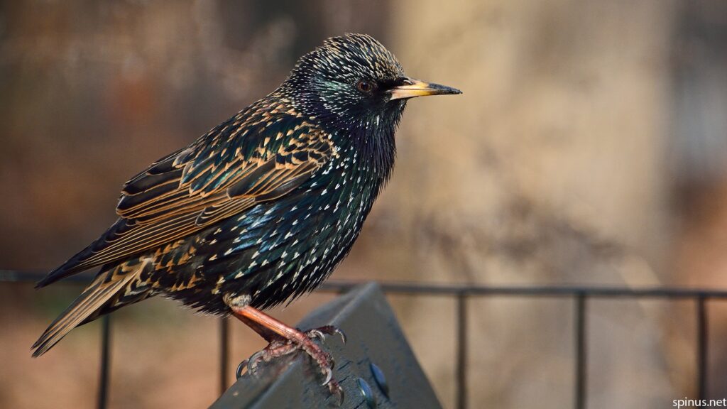 Starling backgrounds hd