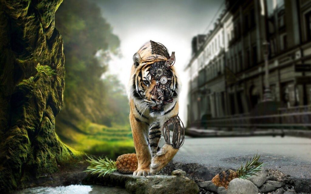 Tiger Wallpapers Tigers ×