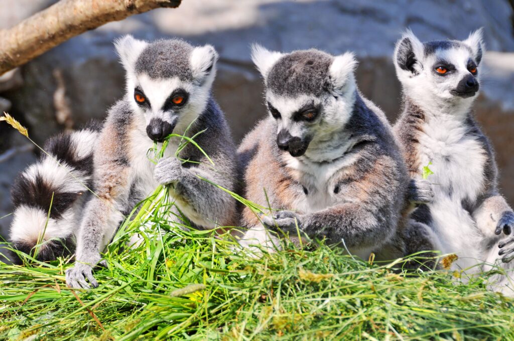 Cute Lemurs 2K Wallpapers