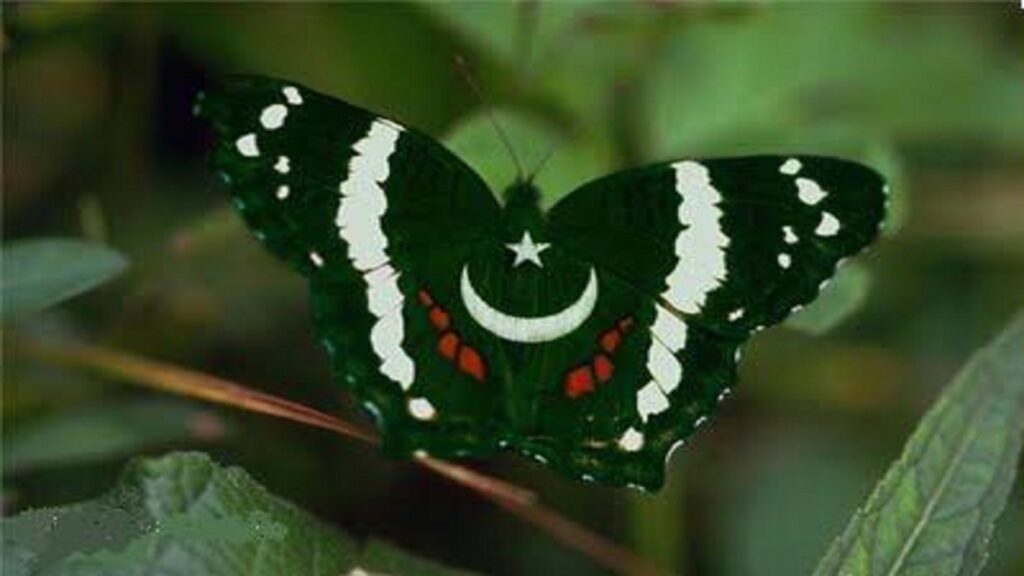 Free download butterfly pakistani flag wallpapers 2K free 2K Wallpapers for your Desktop, Mobile & Tablet