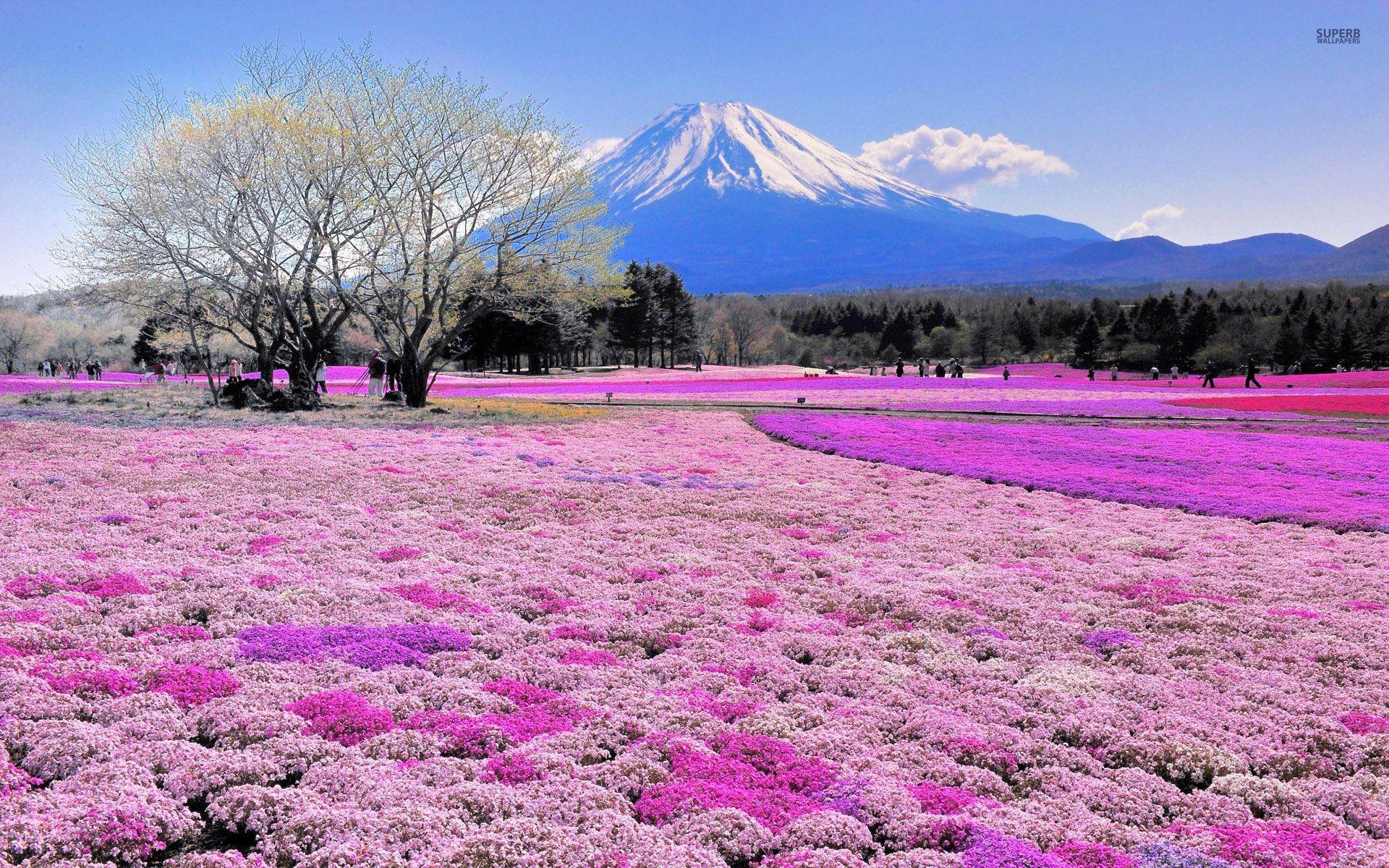 Pink flower field and Mount Fuji wallpapers