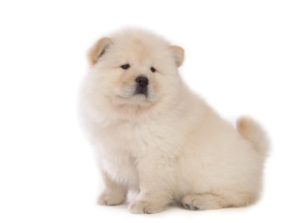 Chow Chow 2K Wallpapers