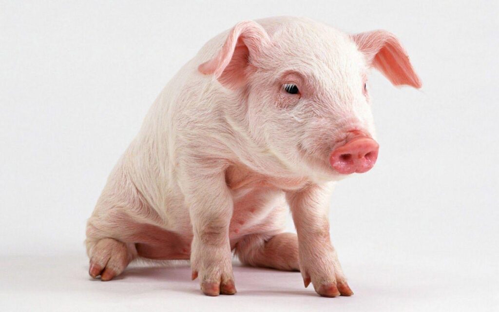 Pigs Wallpapers