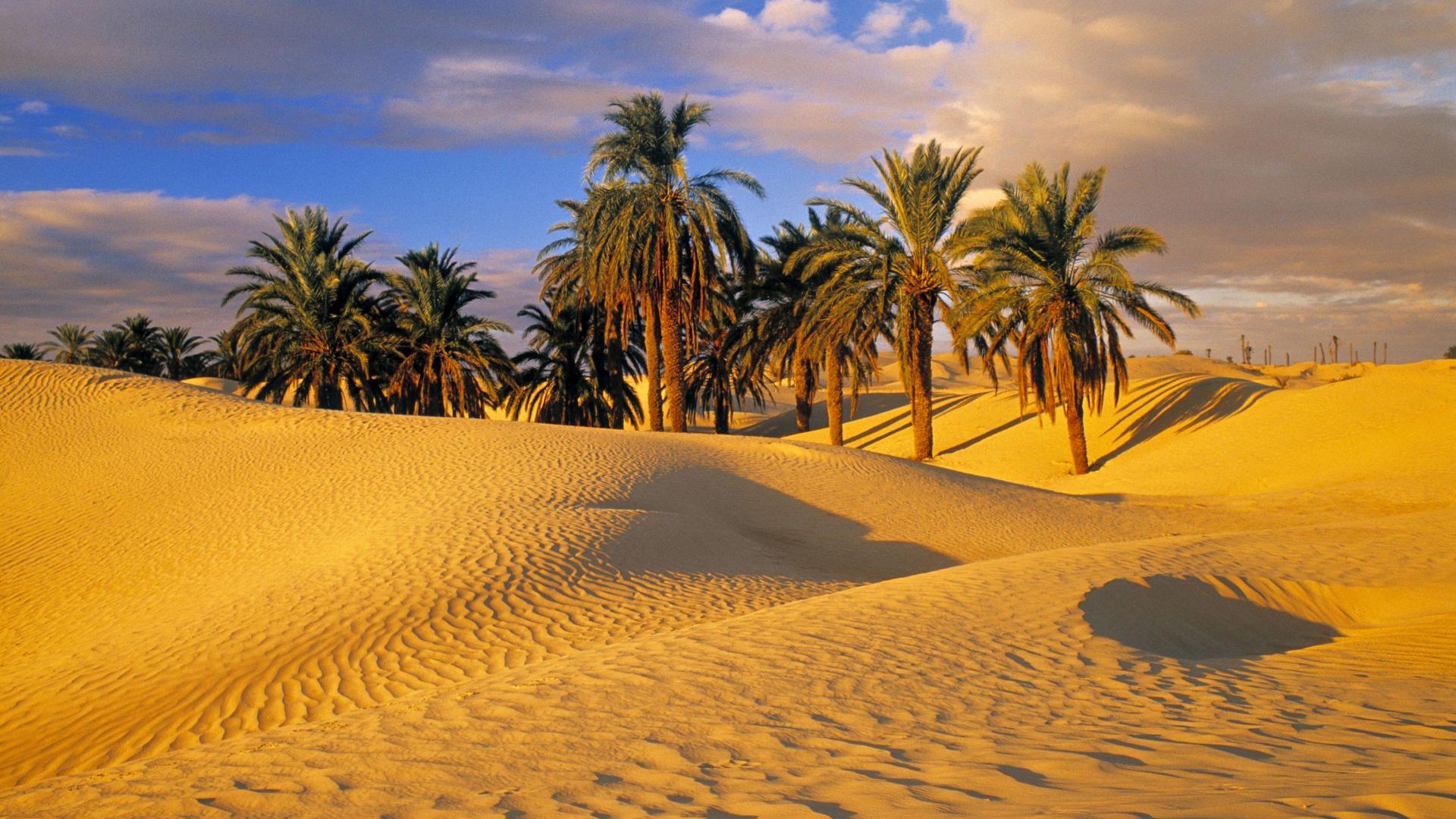 Desert Oasis Libya