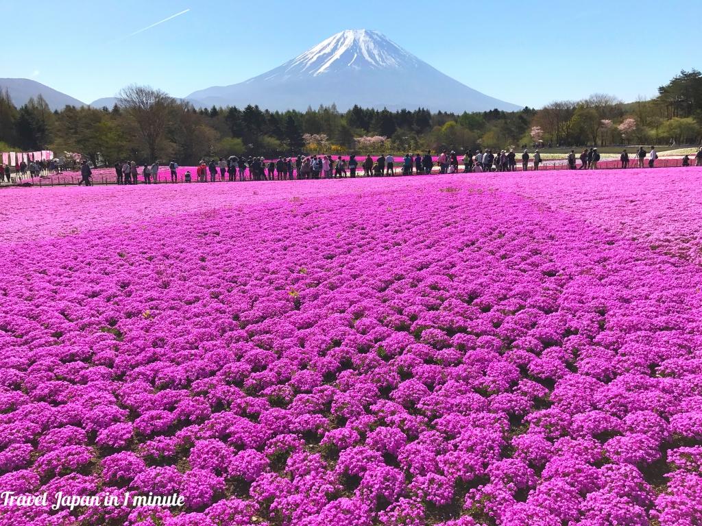 Fuji Shibazakura festival