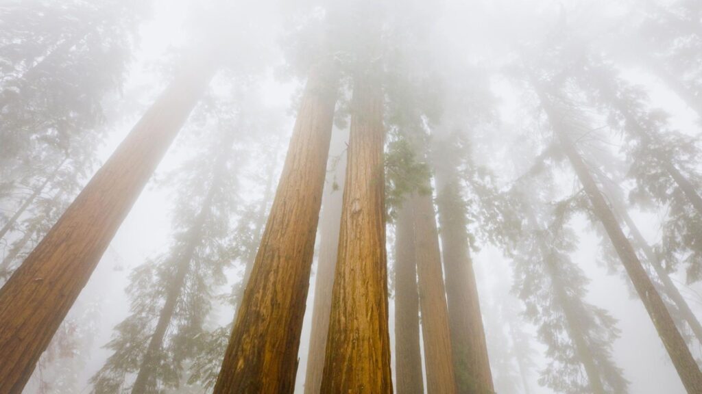 Nature Foggy Sequoias, Sequoia National Park, California, desktop