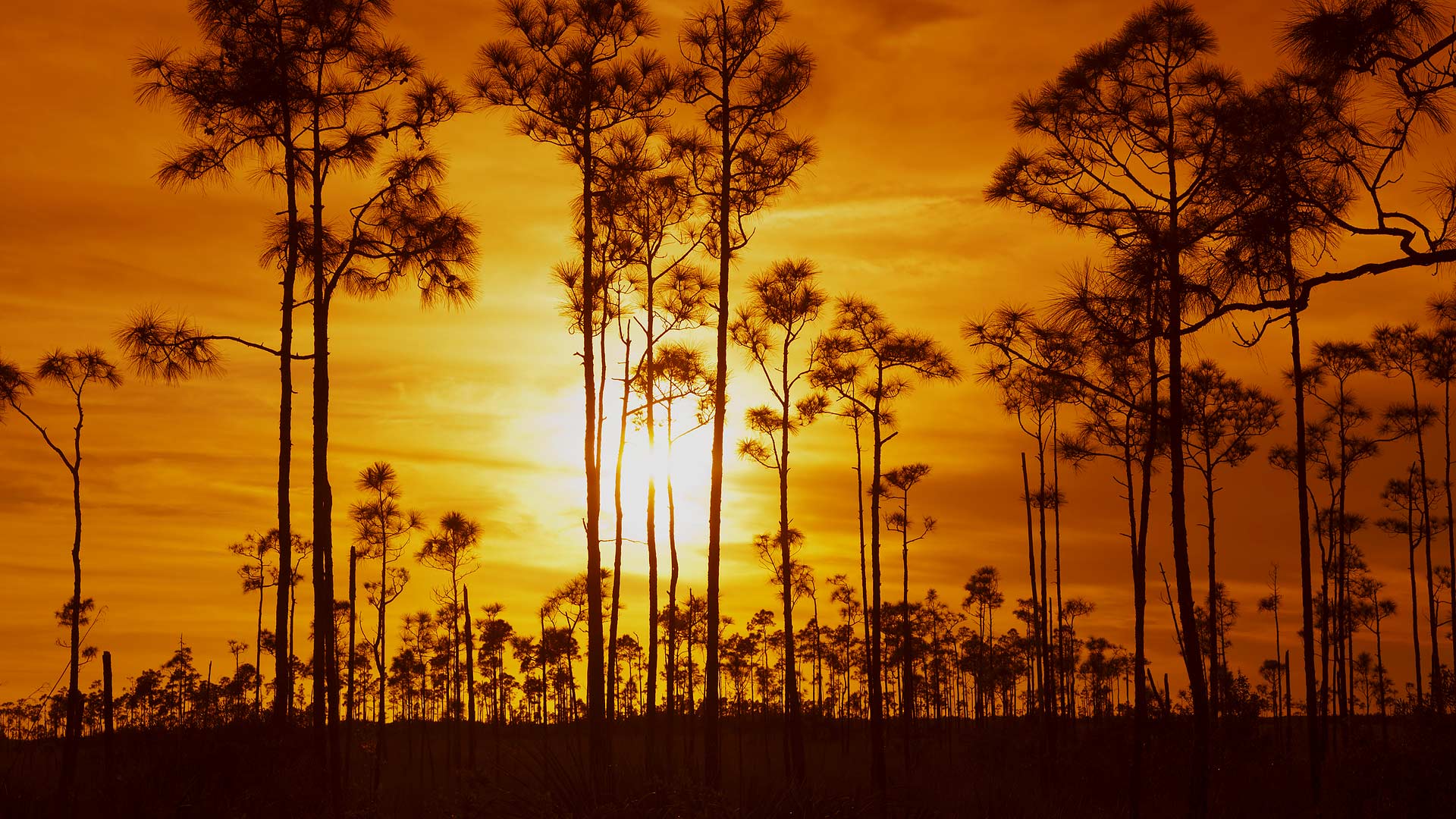 Sunset at Everglades National Park in Florida 2K Wallpapers