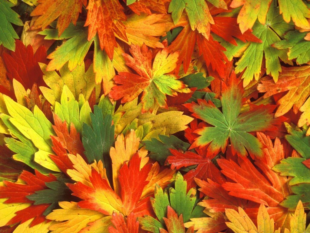 Fall Leaf Wallpapers D Colors Of Fall Wallpapers 2K Wallpapers