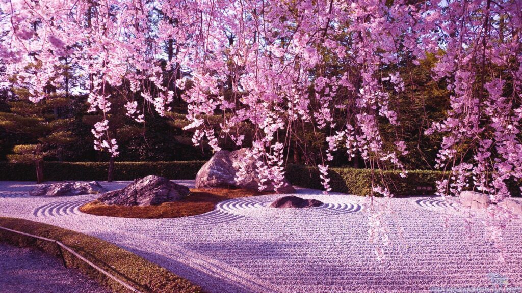Gorgeous pictures of Cherry Blossom Lake, Japan