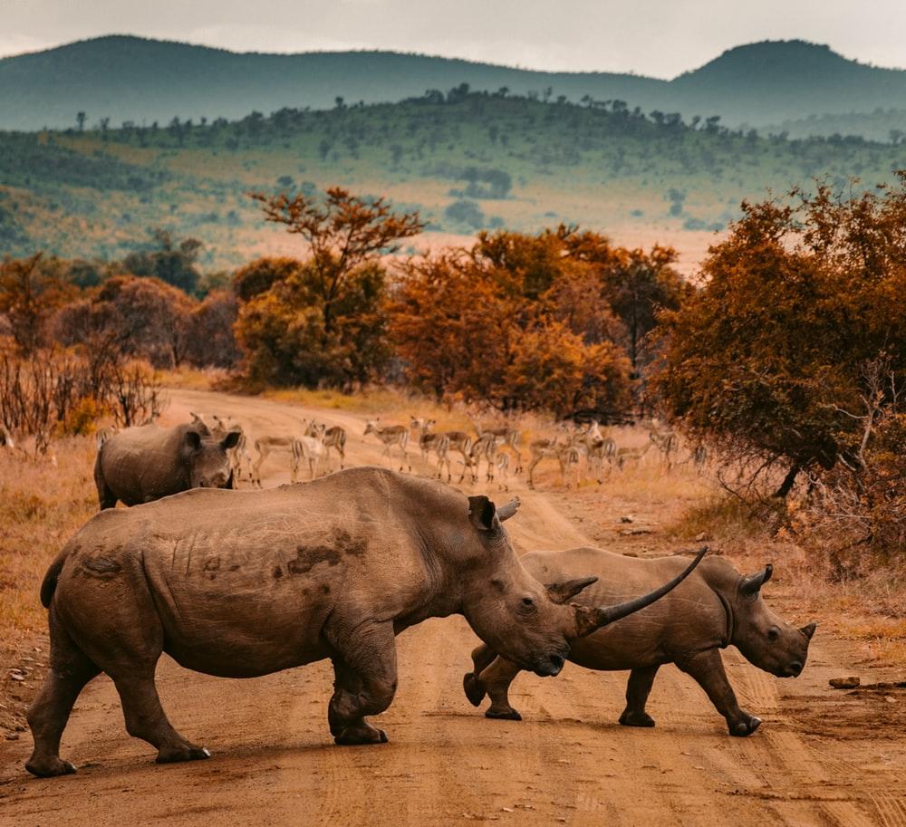 Rhino Pictures HD