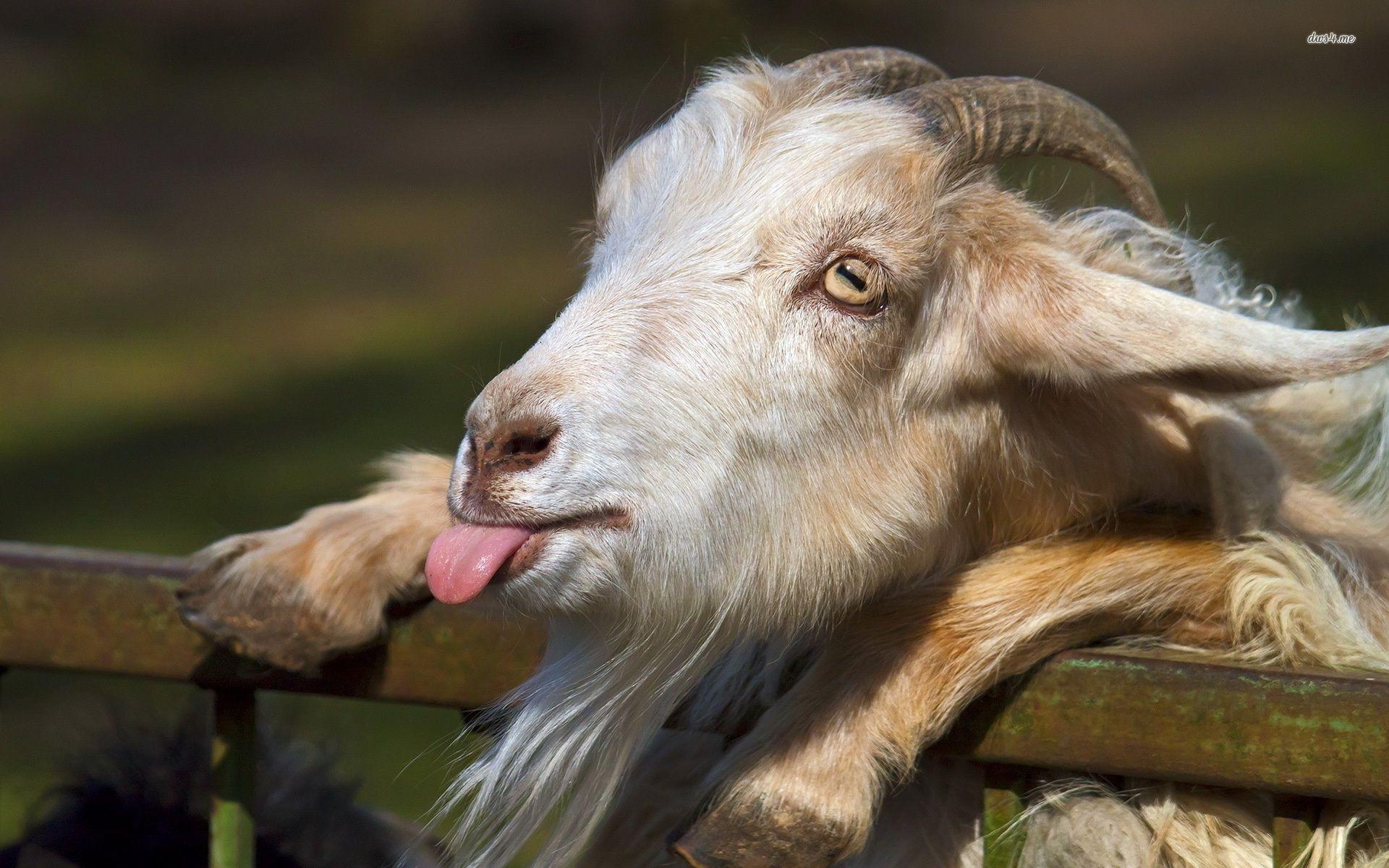 Download Goat 2K Wallpapers for Free, BsnSCB Graphics