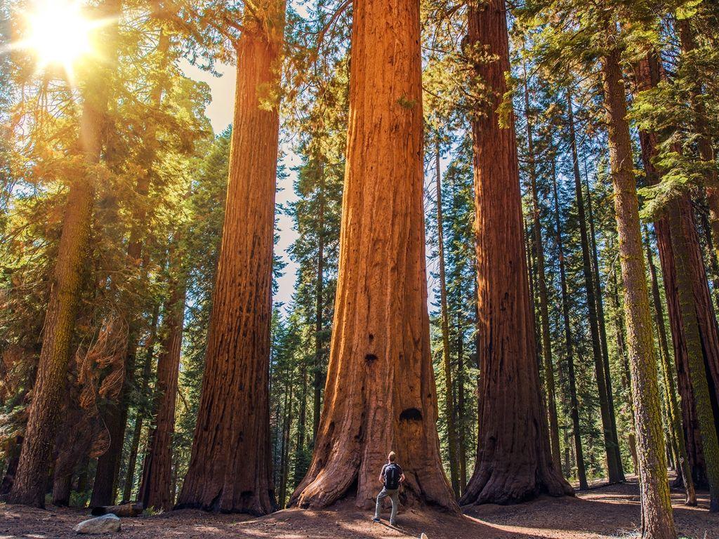 Sequoia and Kings Canyon National Park