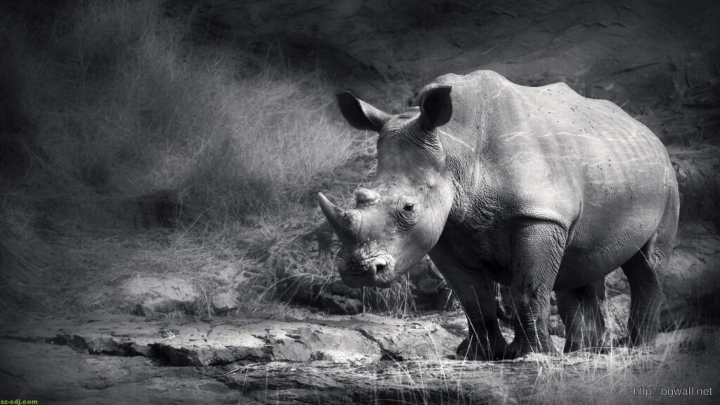 Black And White Rhino Wallpapers – Backgrounds Wallpapers HD