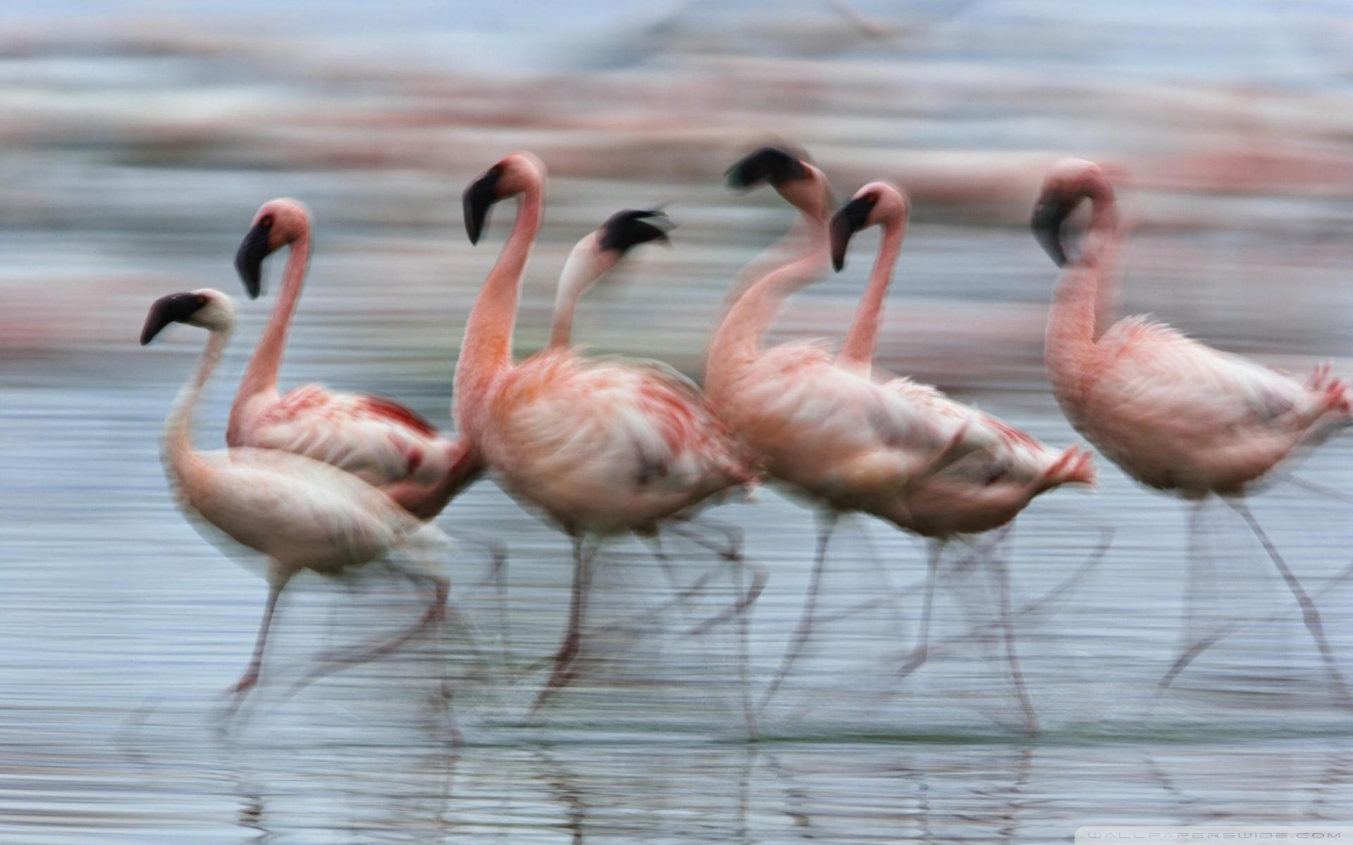 Lesser Flamingos In Motion Lake Nakuru National Park Kenya Africa
