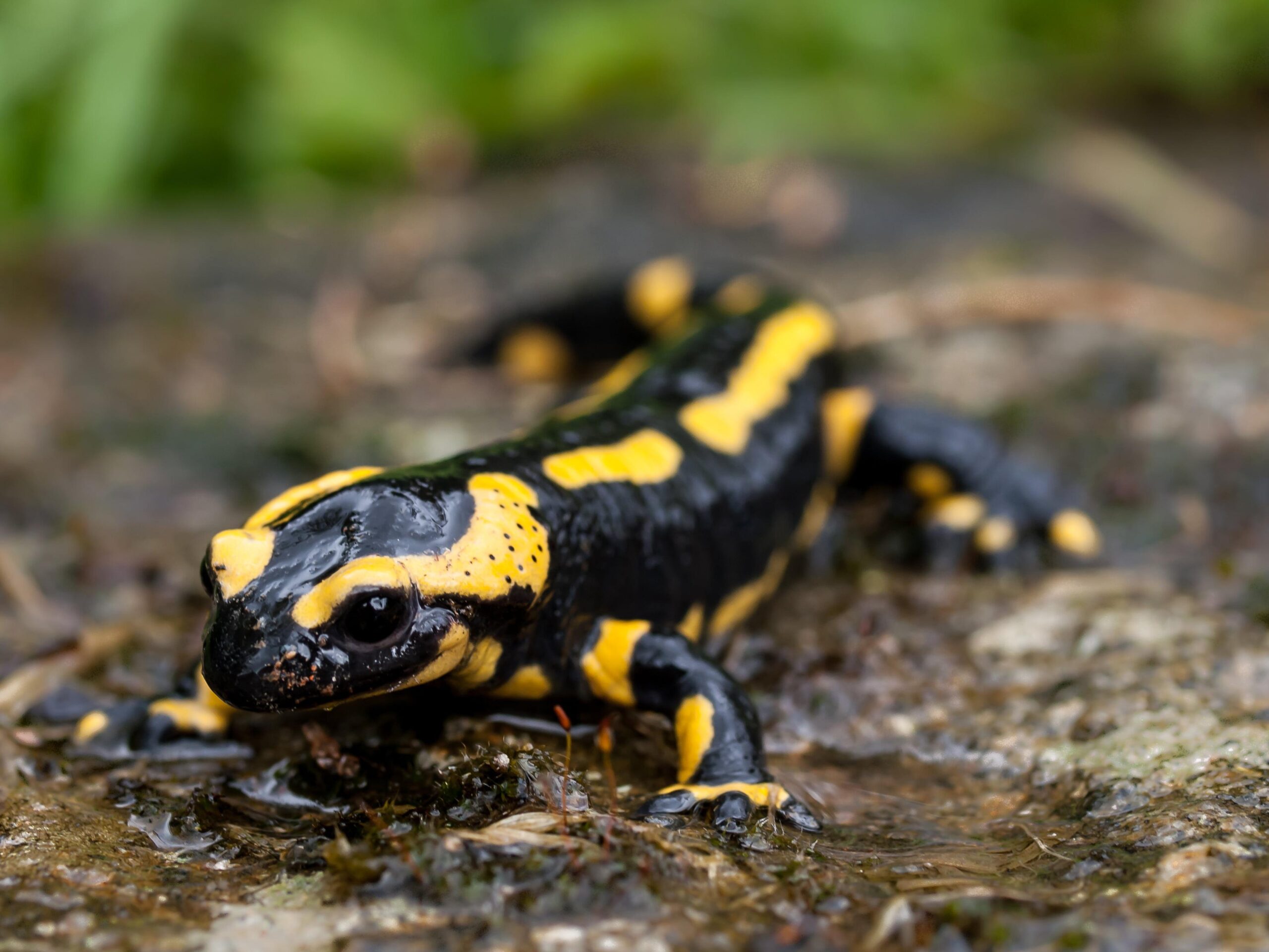 Black and yellow lizard, fire salamander HD wallpapers