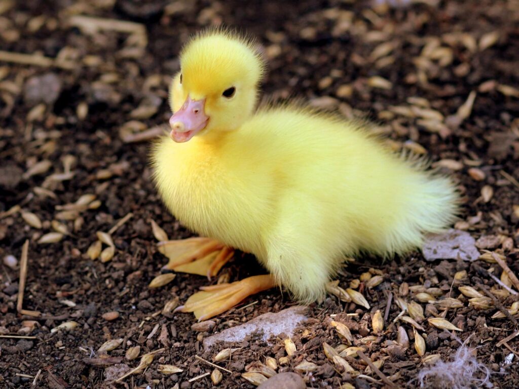 Download wallpapers duckling, chick, baby standard
