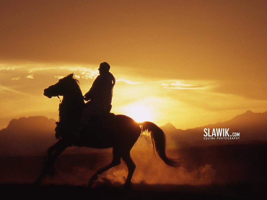 Slawik horse wallpapers