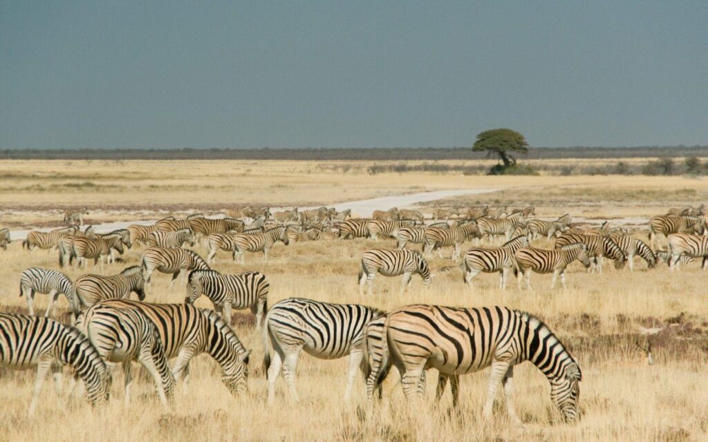 Zebras Etosha Park Namibia wallpapers