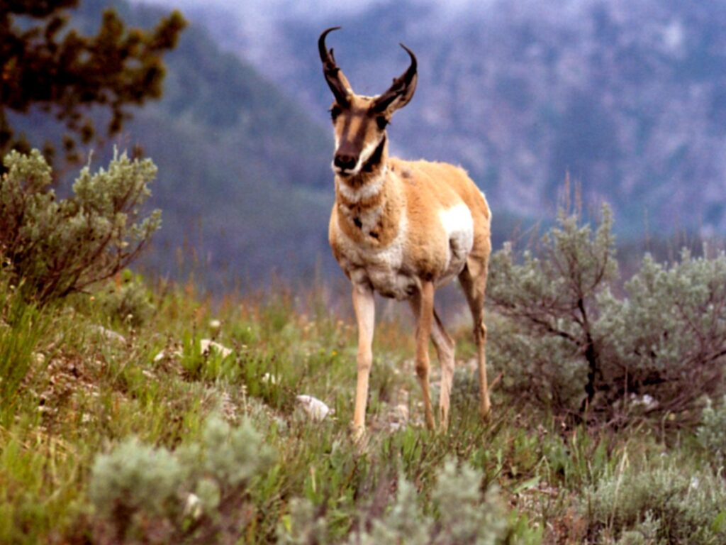 High Definition New Wallpapers Pronghorn Wallpapers