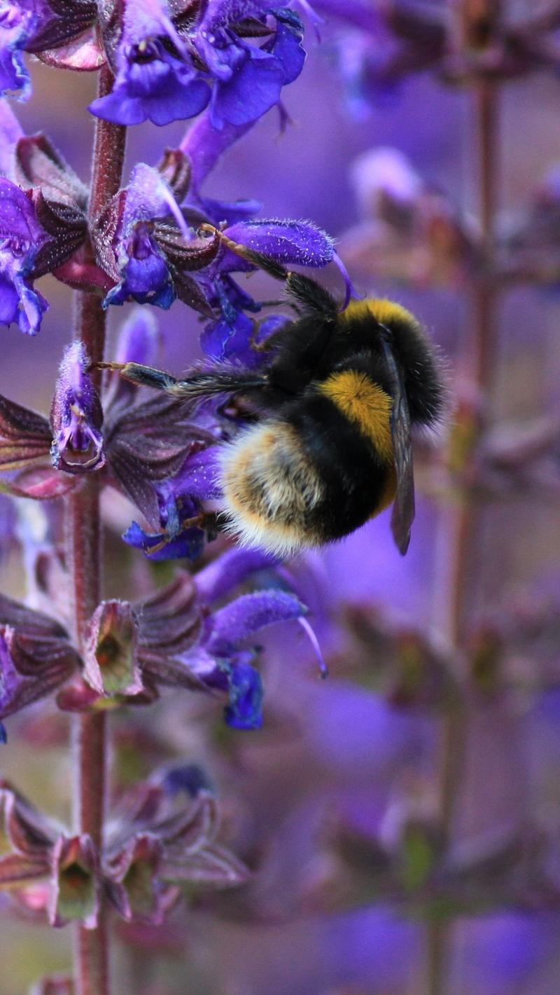 Download wallpapers bumble bee, bee, insect, purple