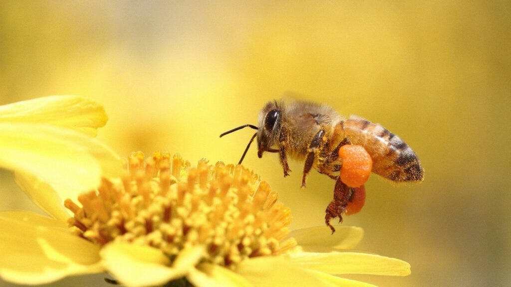 Honey bee pollinating flower yellow wallpapers